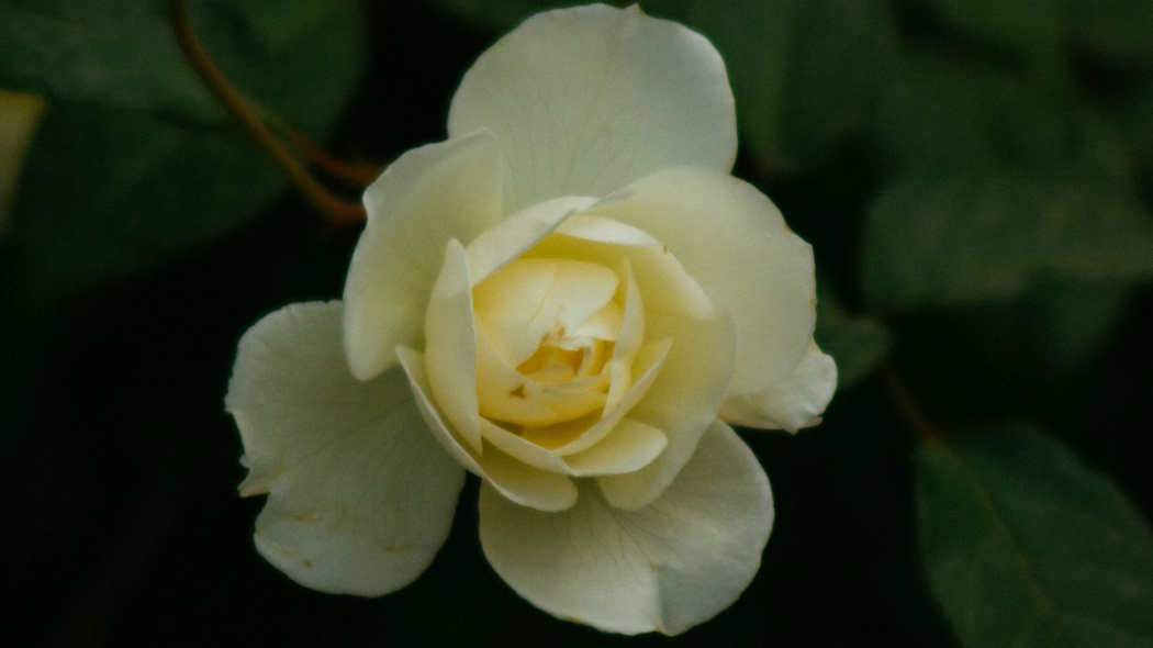 Chinese Rose_Baiduwiki