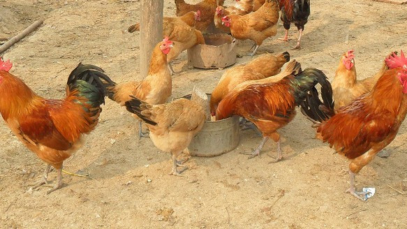Gushi Chicken_Baiduwiki
