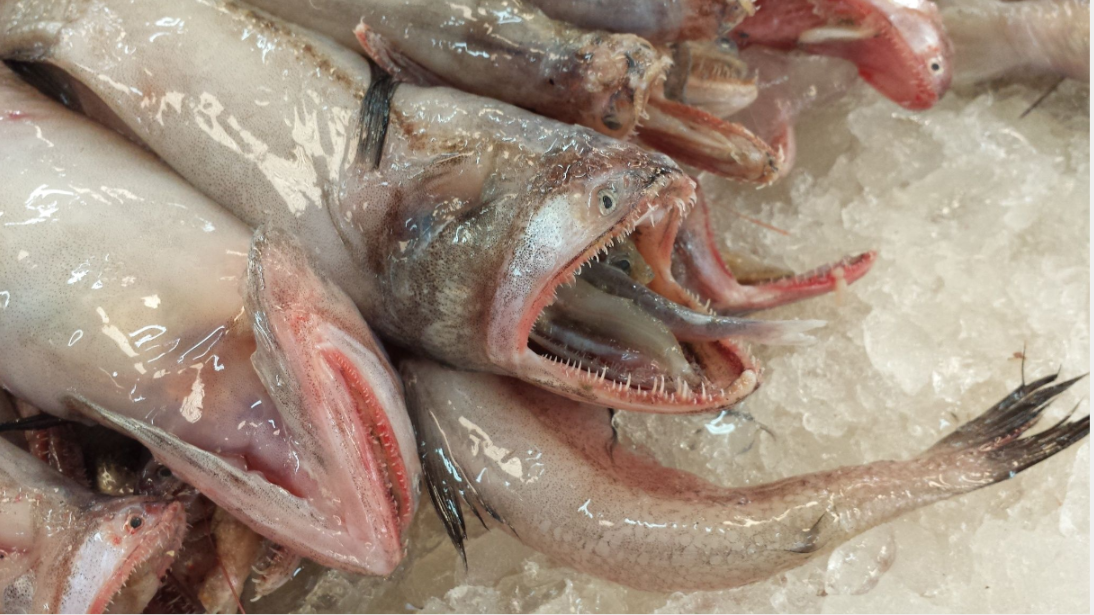 Bombay duck（A species of fish in the family Synodontidae and genus ...