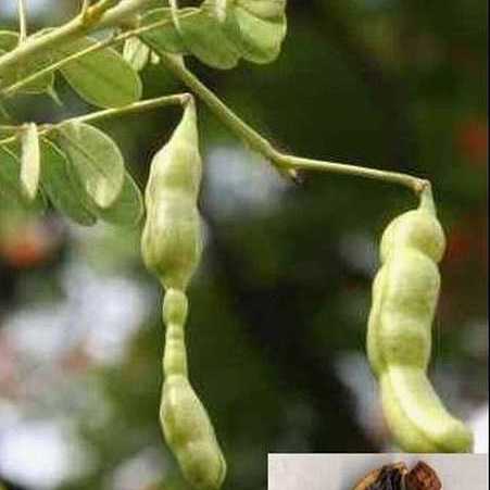 エンジュの果実_百度百科
