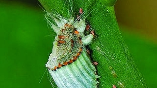 Using Insects to Control Insects_Baiduwiki