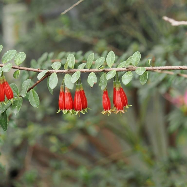 Agapetes lacei Craib（ツツジ科アガペテス属の植物）_百度百科