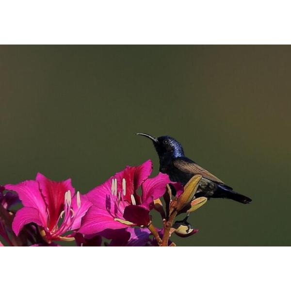 Purple Finch_百度百科