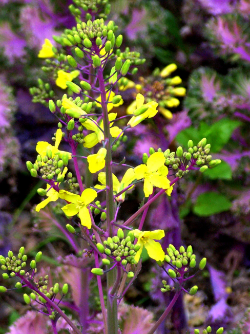 Rapeseed（A plant in the genus Brassica of the family Brassicaceae ...