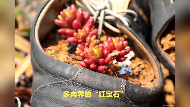 虹の玉_百度百科