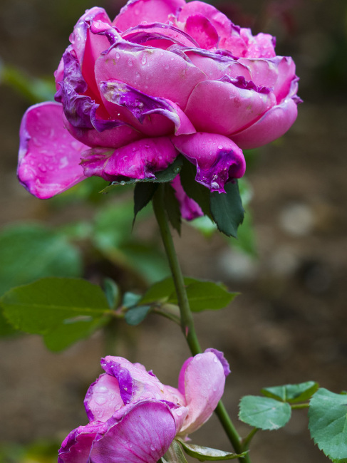 Chinese Rose_Baiduwiki