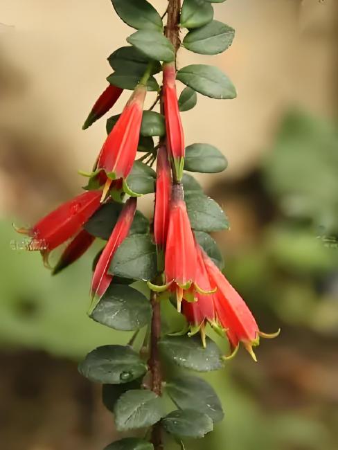 Agapetes lacei Craib（ツツジ科アガペテス属の植物）_百度百科