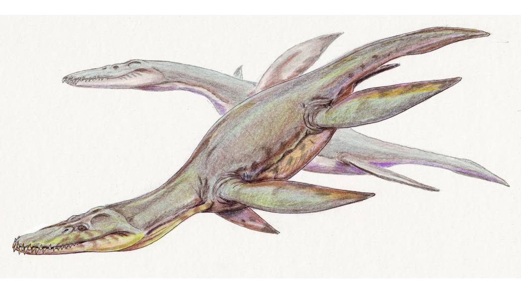 Liopleurodon（Animal of the genus *Liopleurodon* in the family ...