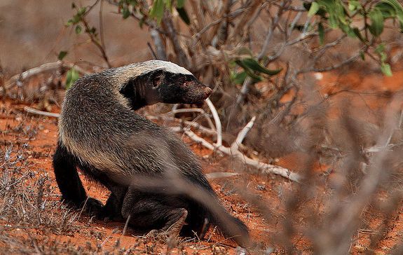 Ratel（Animal de l'ordre des Carnivores et de la famille des Mustélidés ...