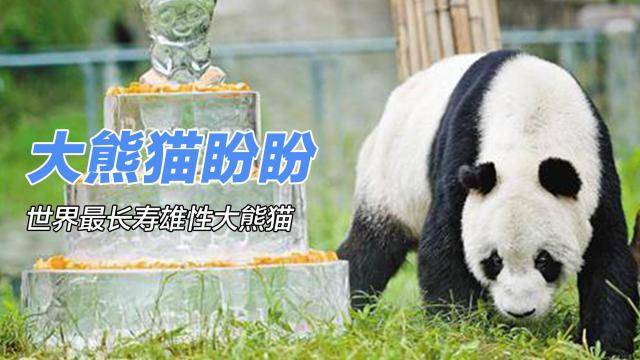 Panpan（世界最高齢のオスのジャイアントパンダ）_百度百科