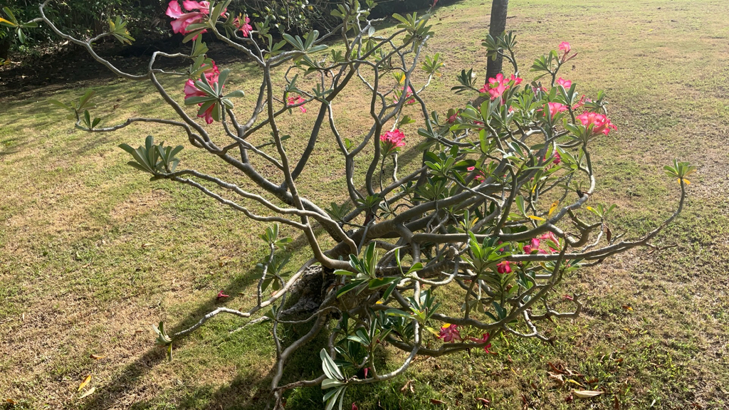 アデニウム・オベスム_百度百科