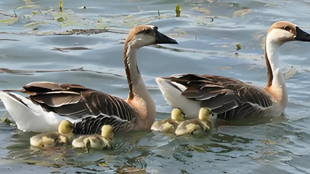 Swan Goose_Baiduwiki