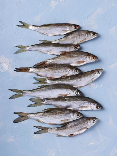 Lingbo fish_Baiduwiki