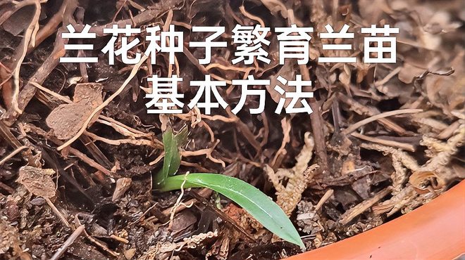 クチナシ（クチナシの花の別名）_百度百科
