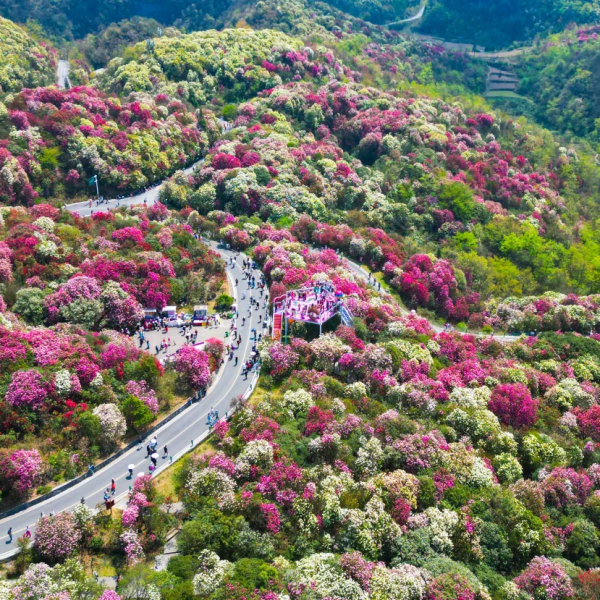 rhododendron pinienrinde Floragard Pinien