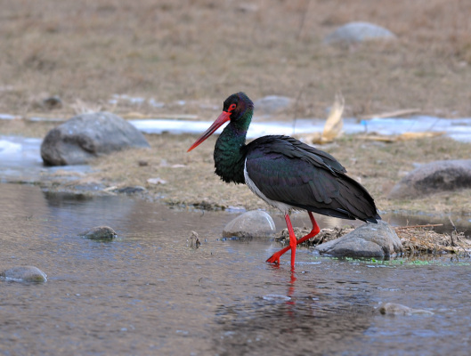 Storks_Baiduwiki
