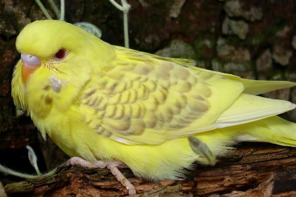 セキセイインコ_百度百科