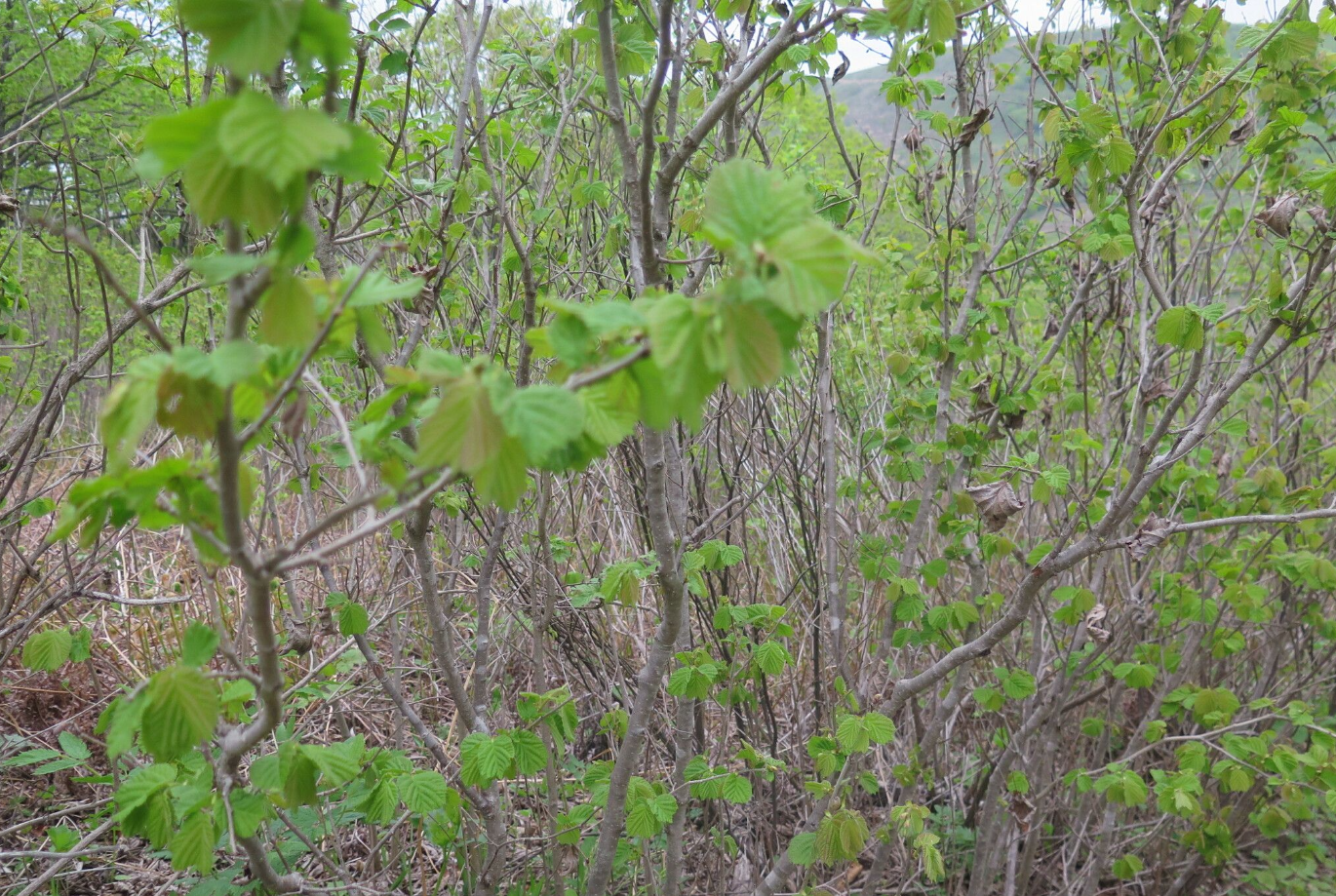 ハシバミ（カバノキ科ハシバミ属植物）_百度百科