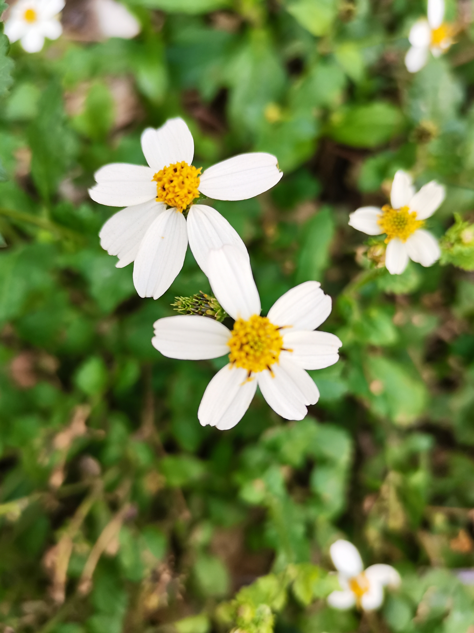 cadillo（Planta del género Bidens de la familia Asteraceae.）_Baidu ...