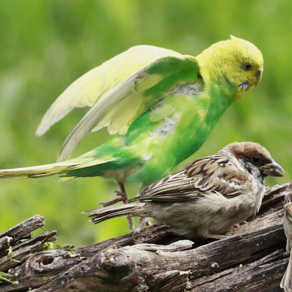 セキセイインコ_百度百科