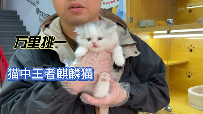 きりんねこ_百度百科