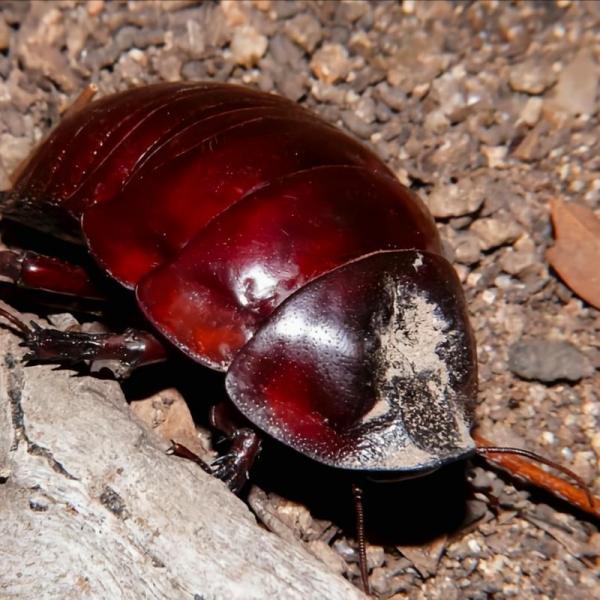 ペルー巨人ゴキブリ_百度百科