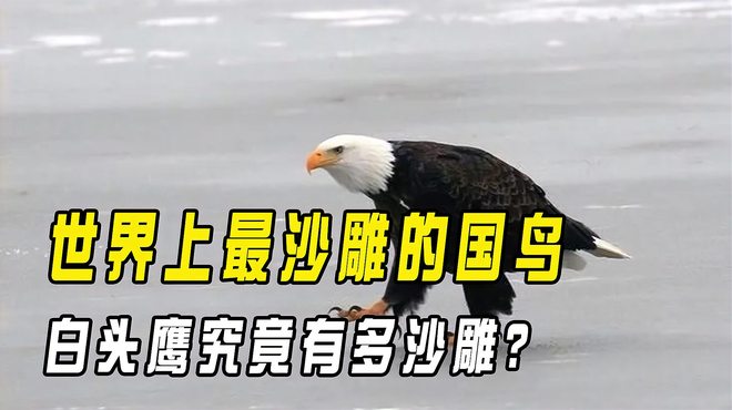 ハクトウワシ_百度百科