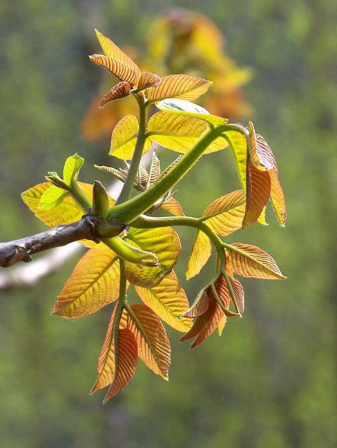 Persian walnut_Baiduwiki