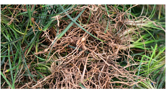 Racine d'Ophiopogon Japonicus