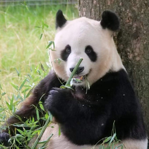 Panpan（世界最高齢のオスのジャイアントパンダ）_百度百科