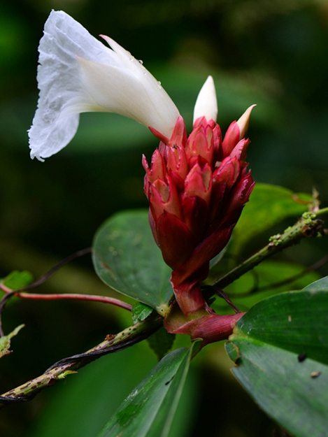Crape ginger_Baiduwiki