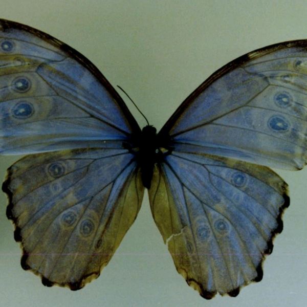 Blue Morpho Butterfly_Baiduwiki