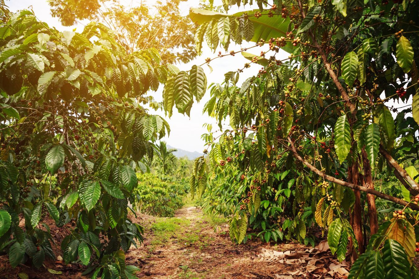 セラトザミア　ロブスタ　大株 100g」中深煎り Future coffee farm チャムニム区画 Toiさんのロブスタ