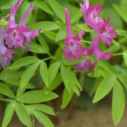 Corydalis yanhusuoa plant in the genus Corydalis of the family  Papaveraceae_Baiduwiki
