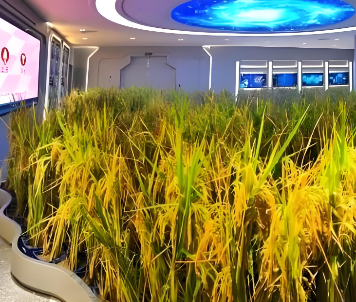 Space Rice_Baiduwiki