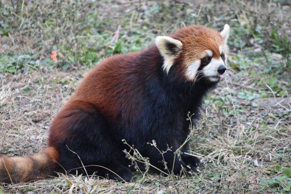 Chinese red panda_Baiduwiki