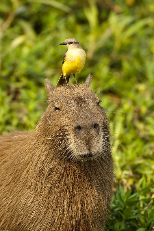 Capybara（A rodent species in the family Caviidae, genus Hydrochoerus ...