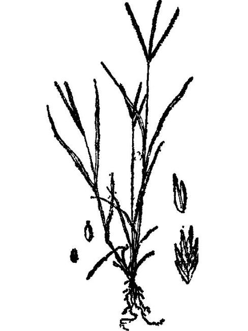 Goosegrass（A plant of the genus Eleusine in the family Poaceae.）_Baiduwiki