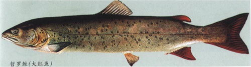 Taimen（A fish of the genus Hucho in the family Salmonidae.）_Baiduwiki