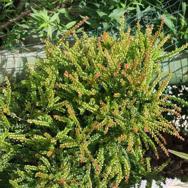 Agapetes lacei Craib（ツツジ科アガペテス属の植物）_百度百科