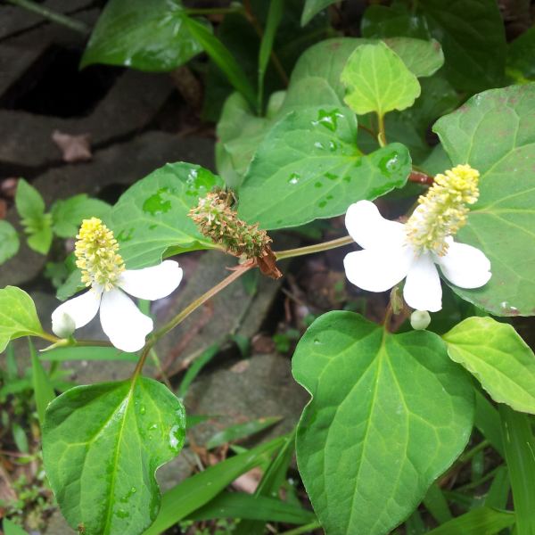 ドクダミ（ドクダミ科ドクダミ属の植物）_百度百科