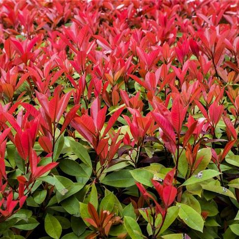 Photinia  fraseriA plant of the genus Photinia in the family  Rosaceae._Baiduwiki