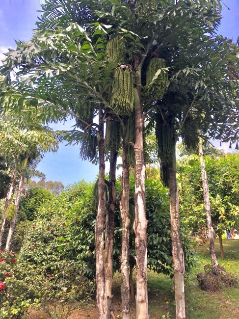 Fishtail Palm_Baiduwiki