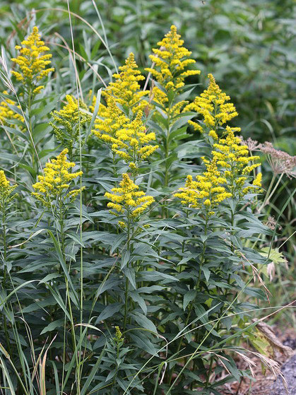 Canada Goldenrod_Baiduwiki