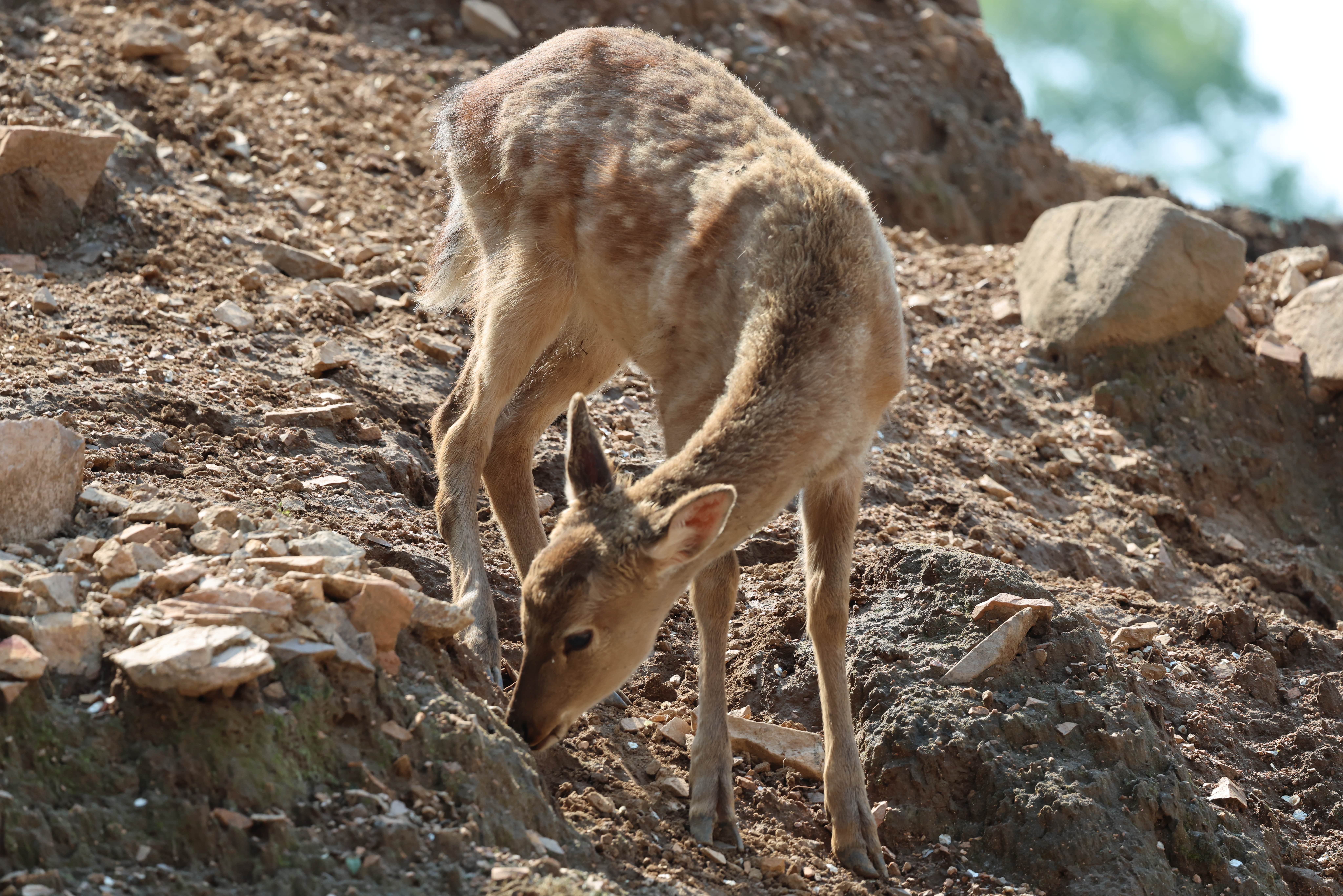 Sika Deer（A species of deer in the family Cervidae and the genus