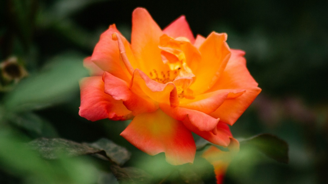 Chinese Rose_Baiduwiki