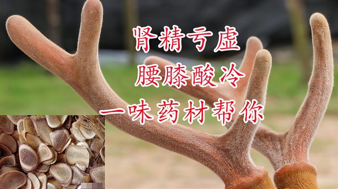 cornu cervi pantotrichum（漢方薬）_百度百科