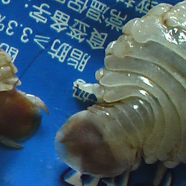寄生虫_百度百科