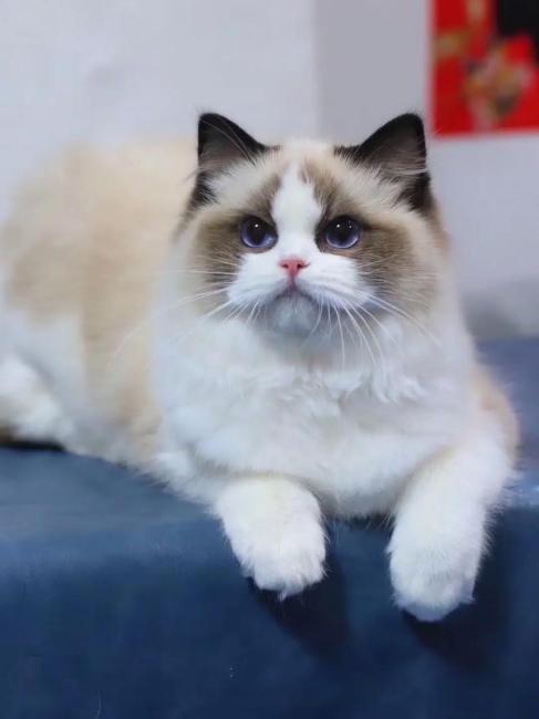 Ragdoll（A pet breed within the genus Felis of the family Felidae ...