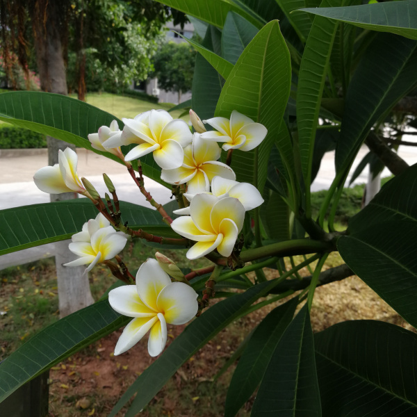 プルメリア（キョウチクトウ科プルメリア属の植物）_百度百科
